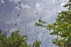 Ein Bienenschwarm ist ausgezogen